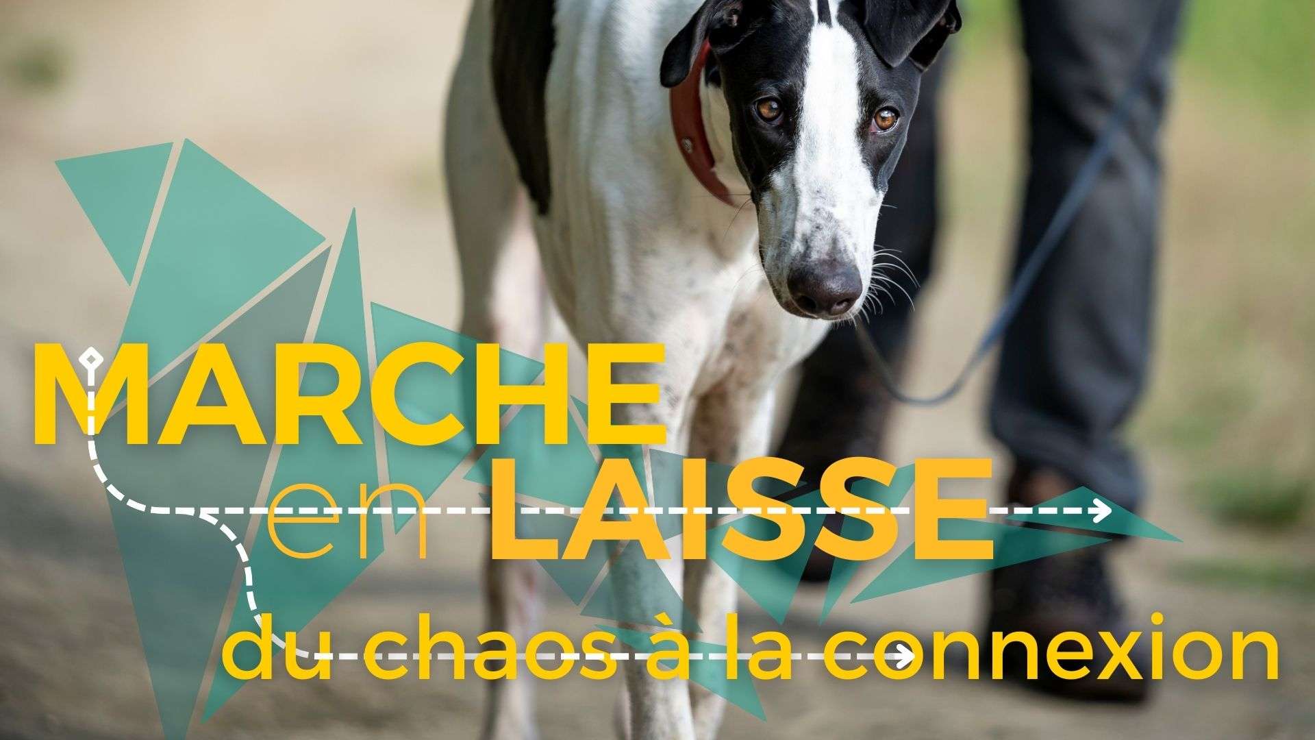 Marche en laisse : du chaos à la connexion