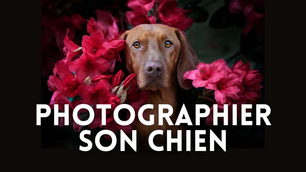 Photographier son chien