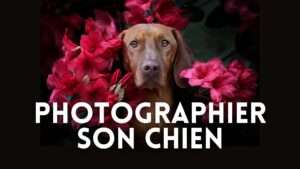 Photographier son chien