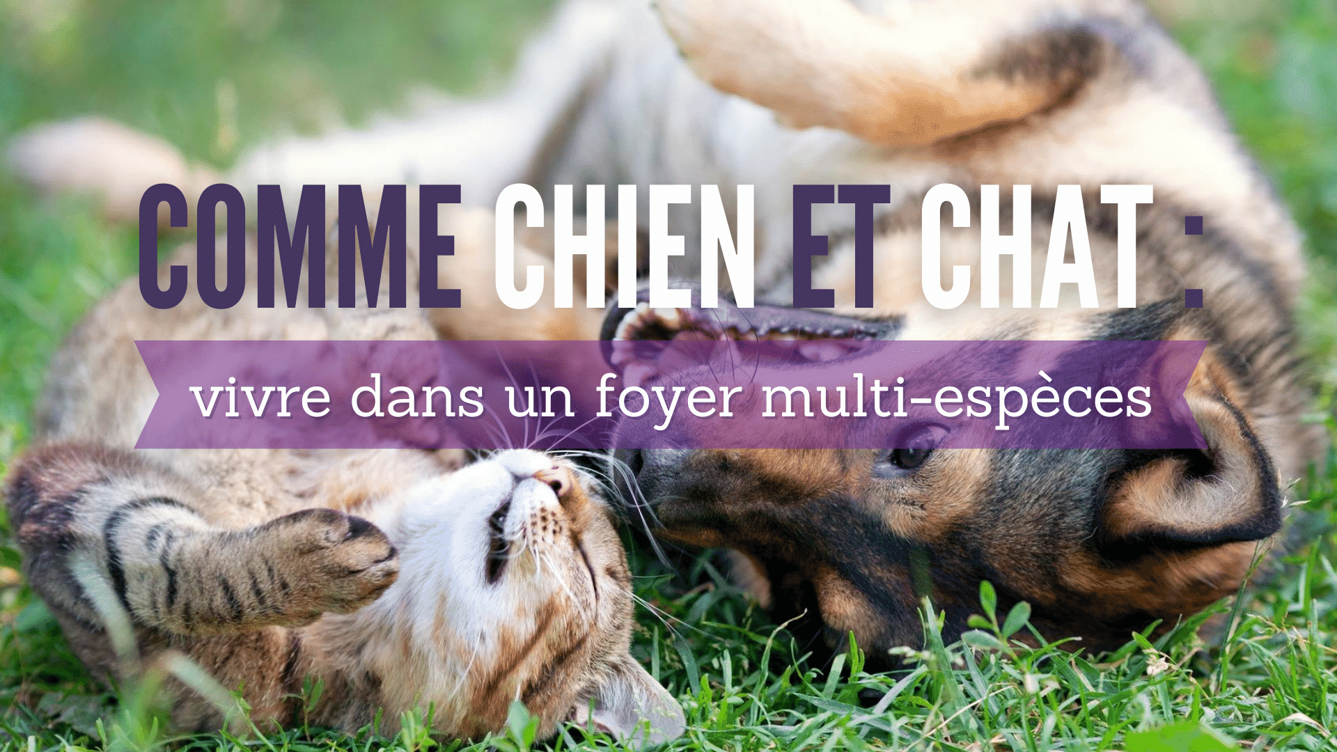 comme chien et chat : vivre dans un foyer multi espèces