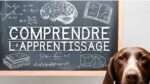 vignette comprendre apprentissage