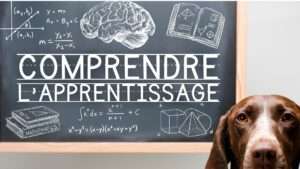 vignette comprendre apprentissage