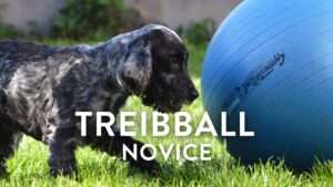 vignette treibball