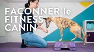 Façonner le fitness canin
