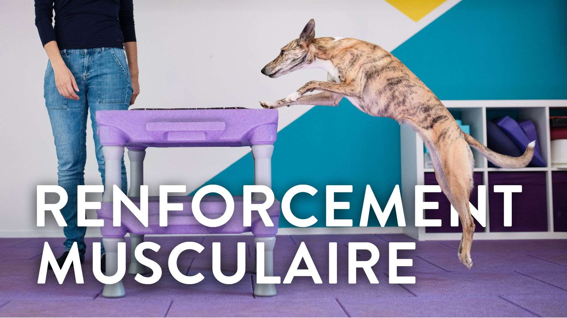 Renforcement Musculaire