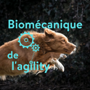 biomécanique de l'agility