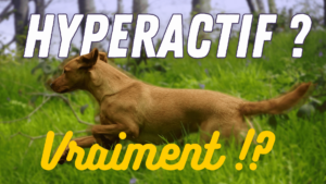 hyperactif