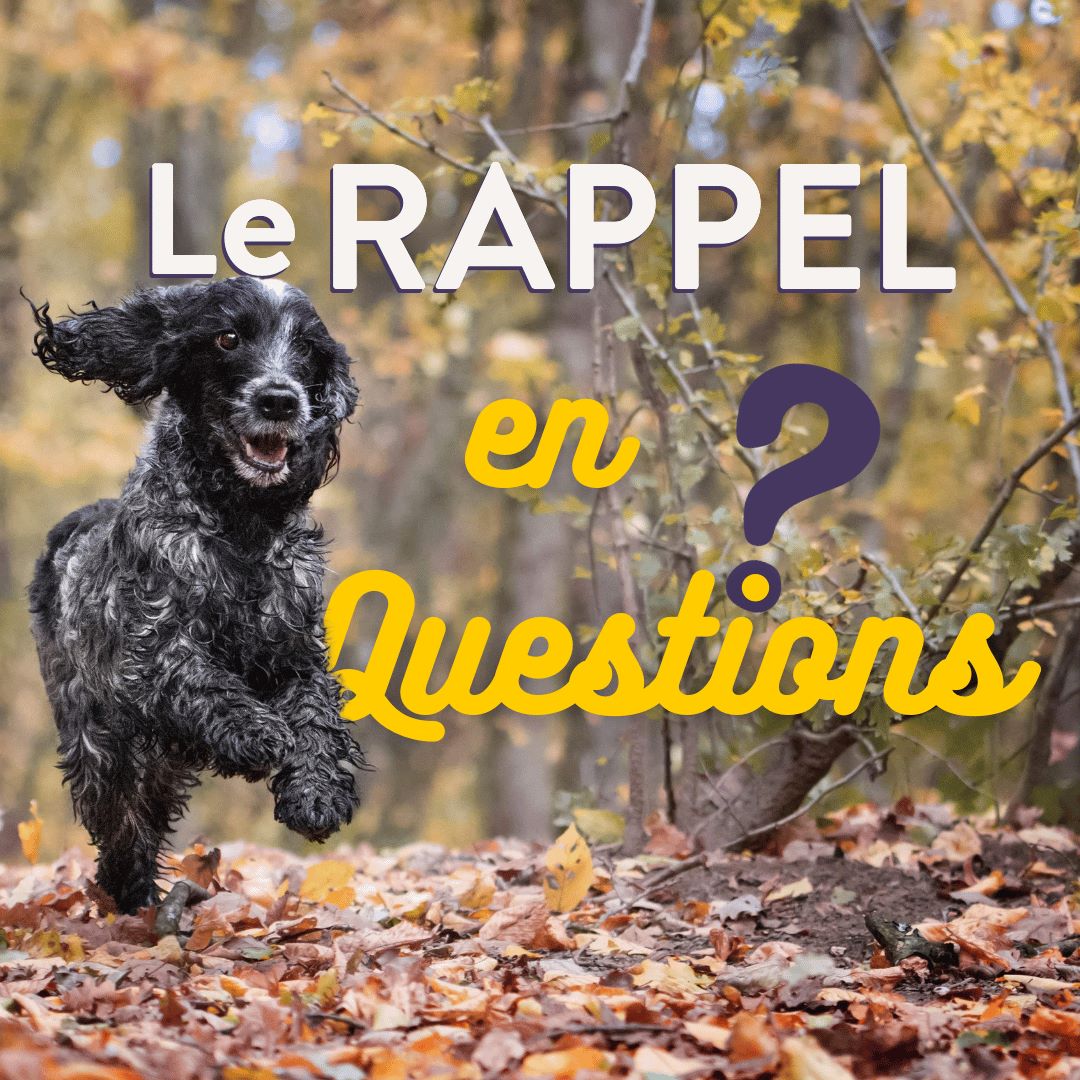 le rappel en questions