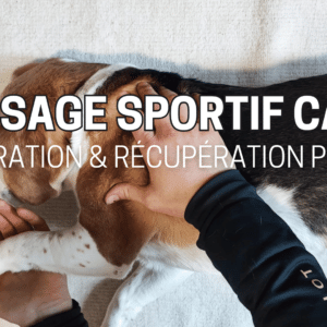 massage sportif canin