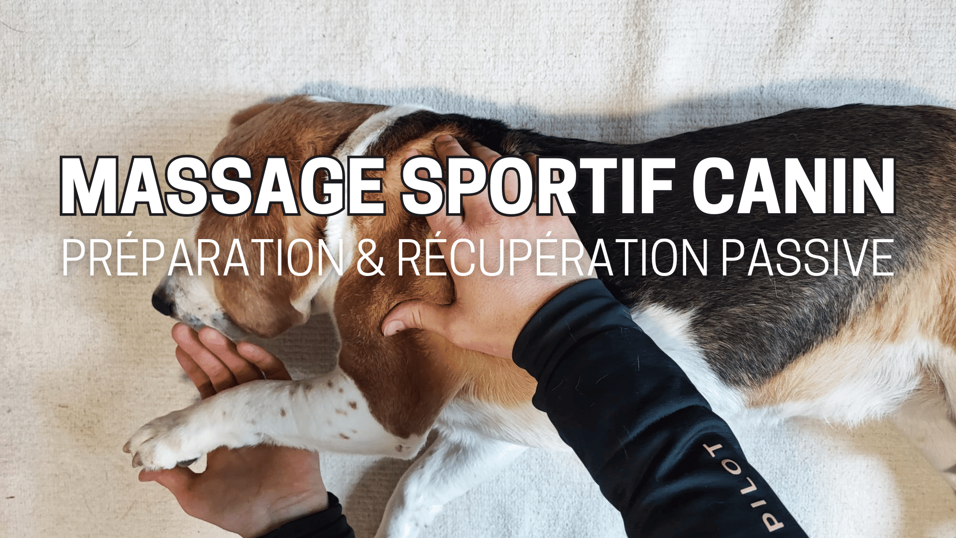 massage sportif canin