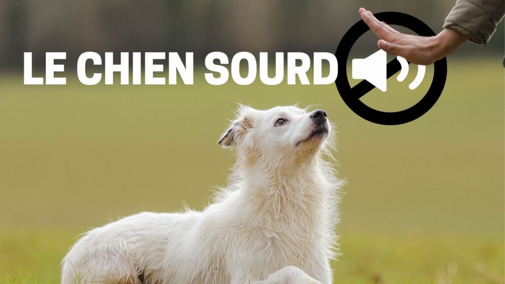 le chien sourd