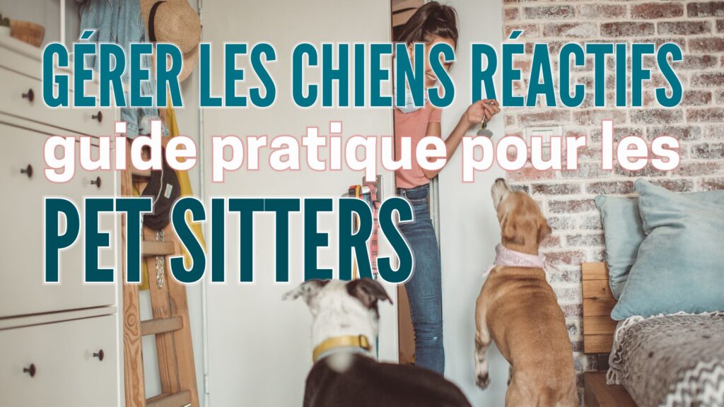 chiens réactifs pet sitters