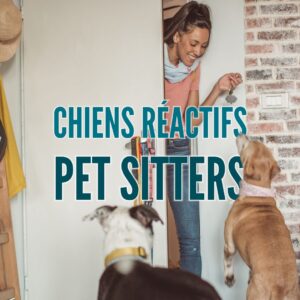 gérer les chiens réactifs : guide pratique pour les pet sitters