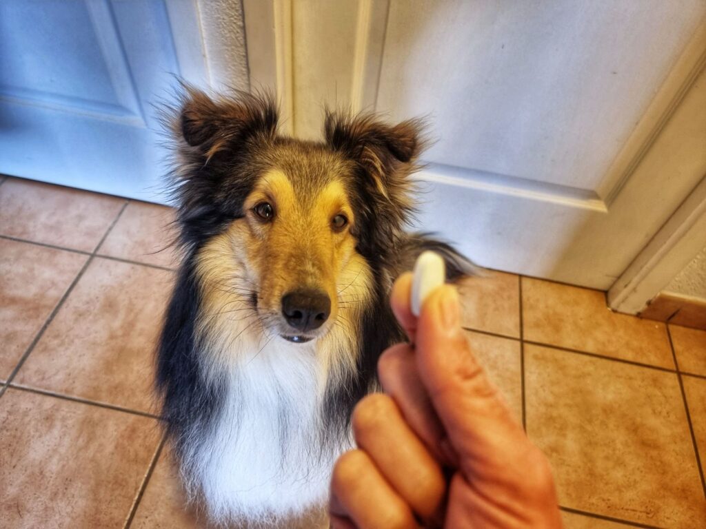 donner un medicament à mon chien