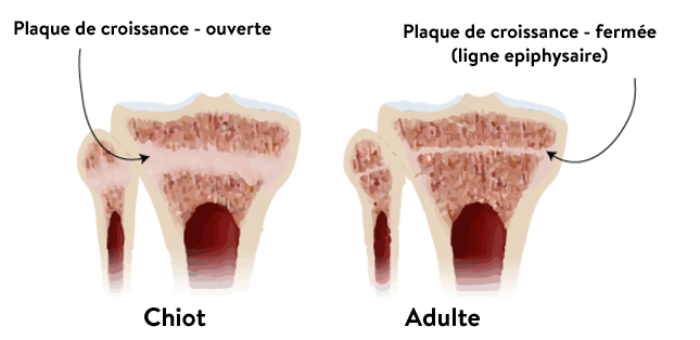 plaques de croissance chien