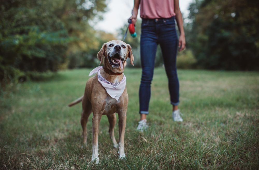 gérer les chiens réactifs : guide pratique pour les pet sitters