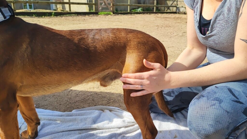 massage main posee sur le chien