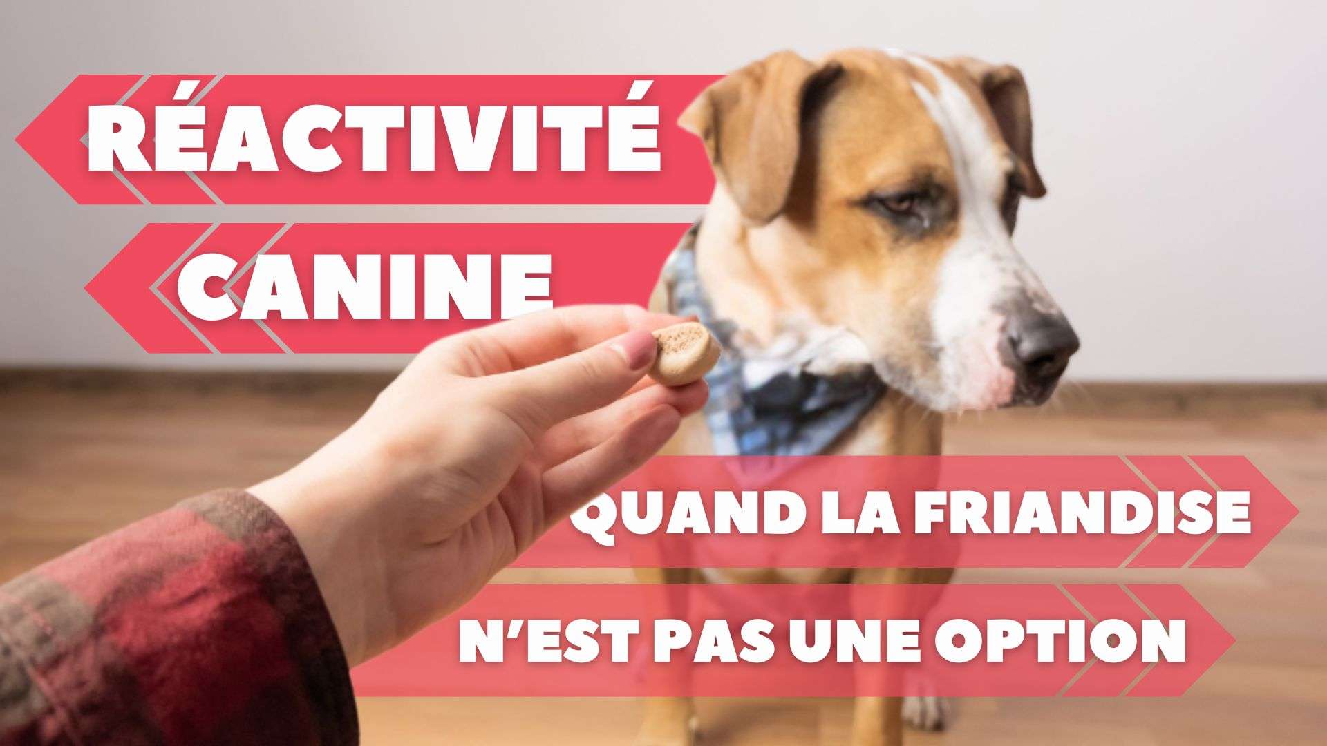 Réactivité canine : quand la friandise n’est pas une option