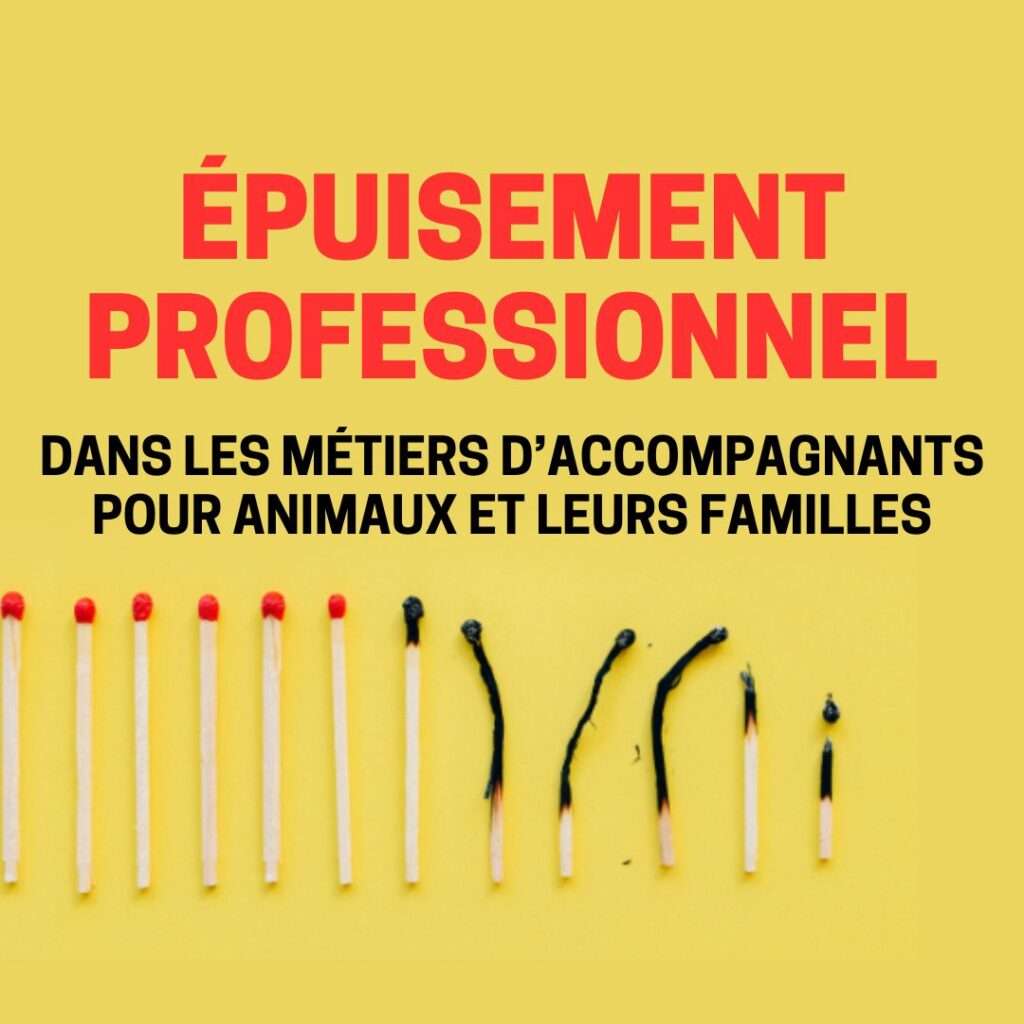 réactivité canine : quand la friandise n’est pas une option (copie)