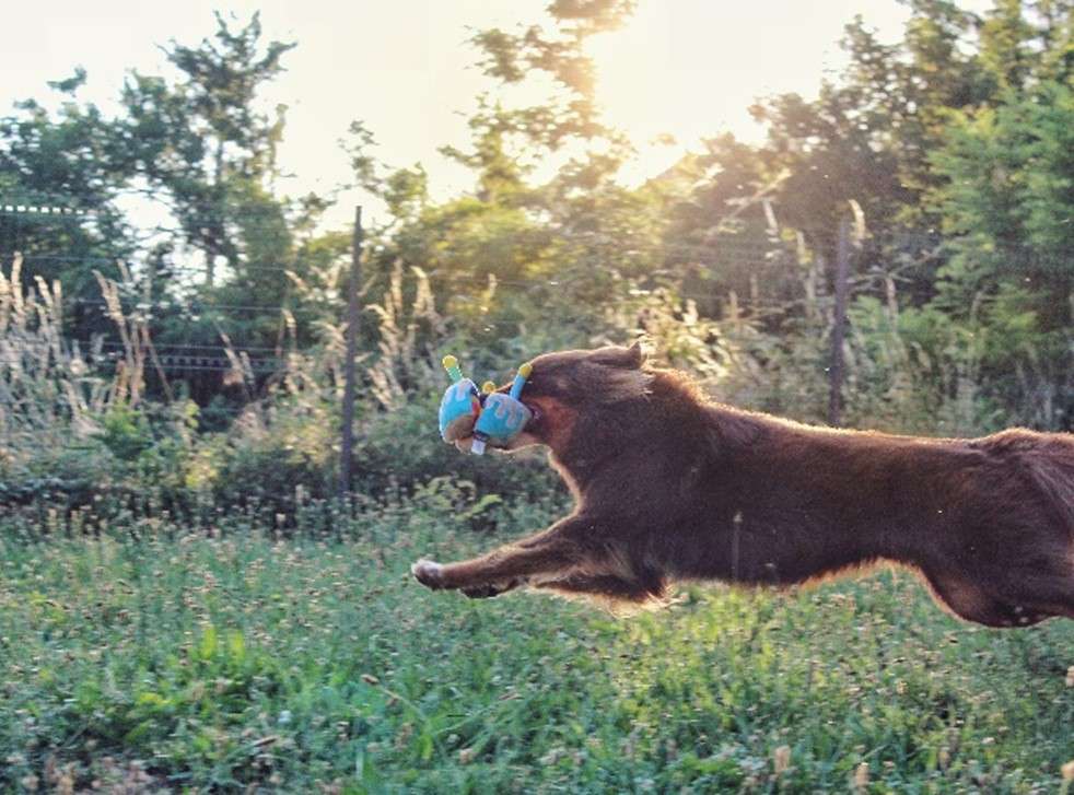 bien etre du chien