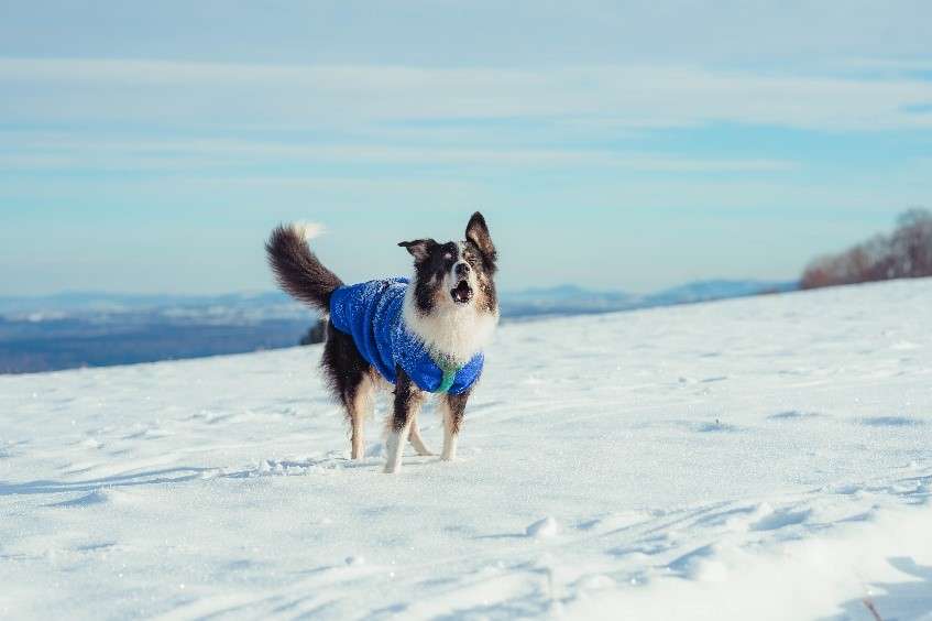 chien qui aboie bien etre