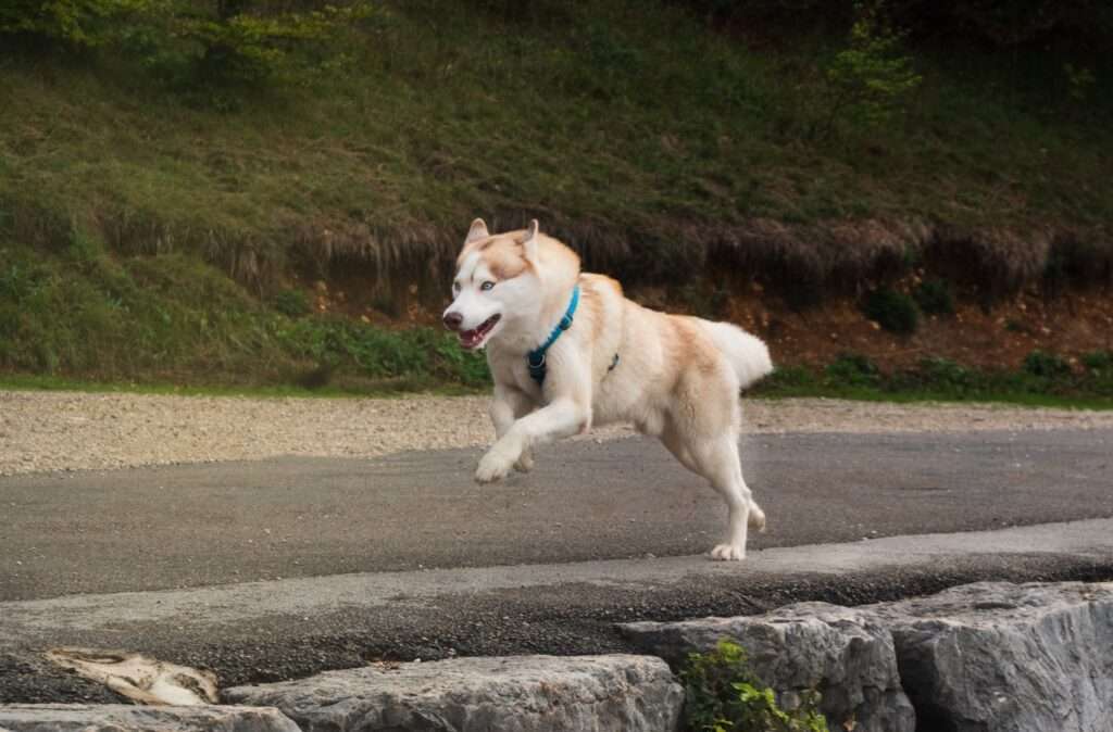 husky qui court bien etre