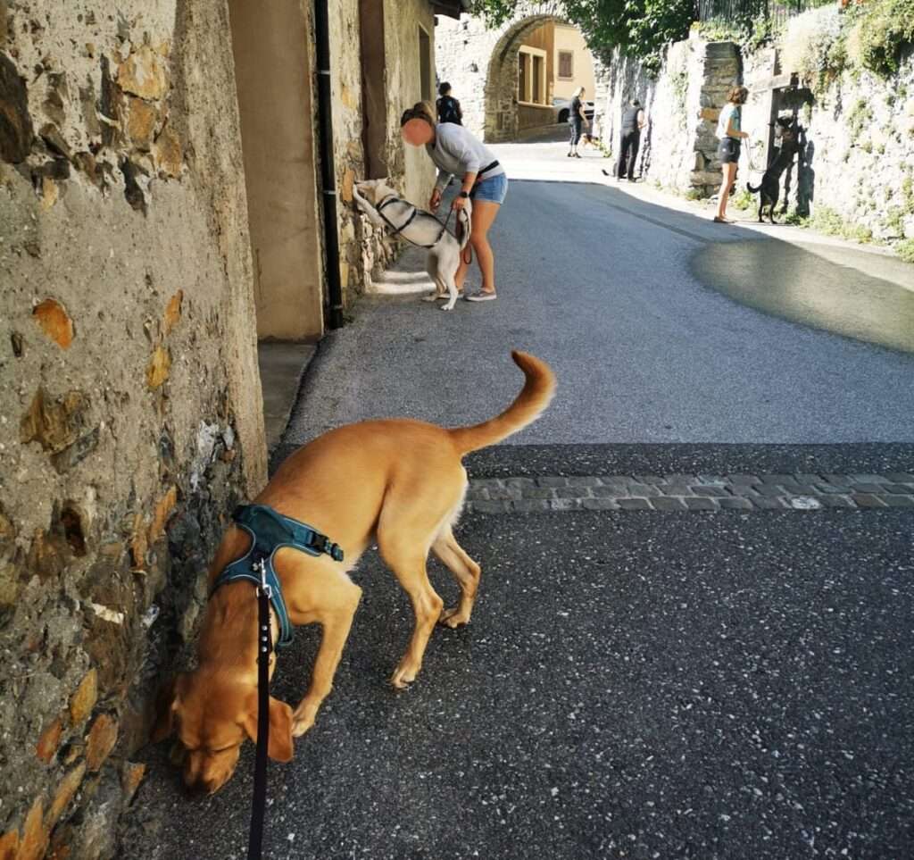 chienlaisse distractions