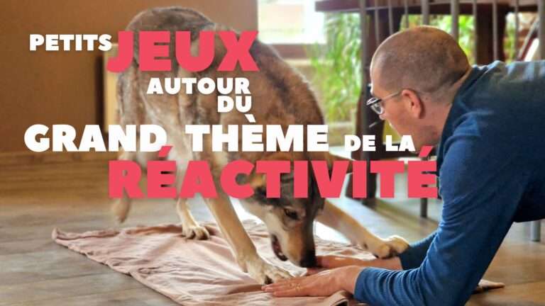 jeux autour de la réactivité