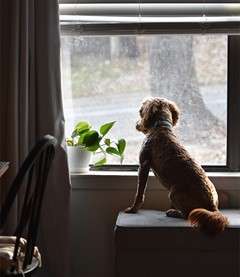 chien qui regarde par la fenêtre