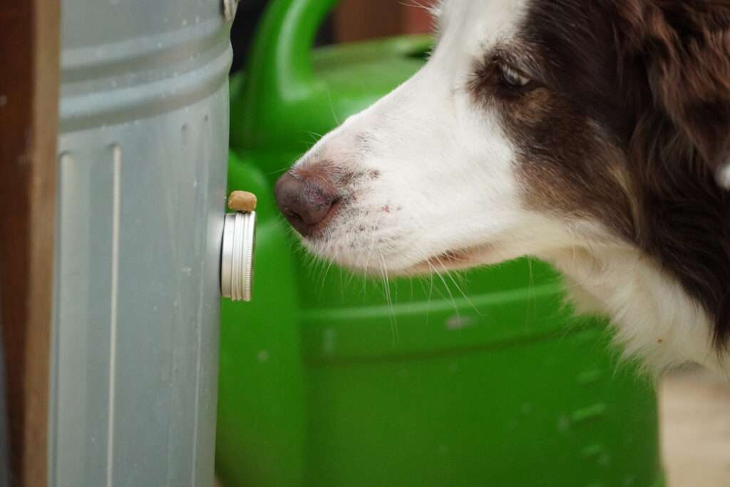 nosework pairing berger australien de travail