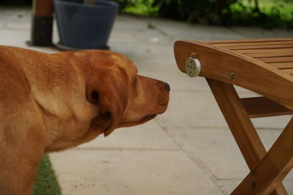 nosework pairing labrador