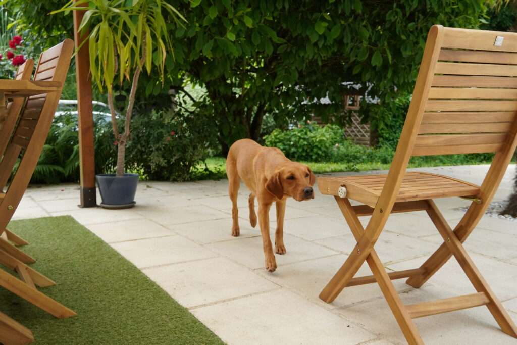 nosework pairing labrador vers une chaise