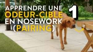 vignette odeur cible nosework part1