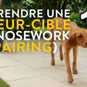 vignette odeur cible nosework part1