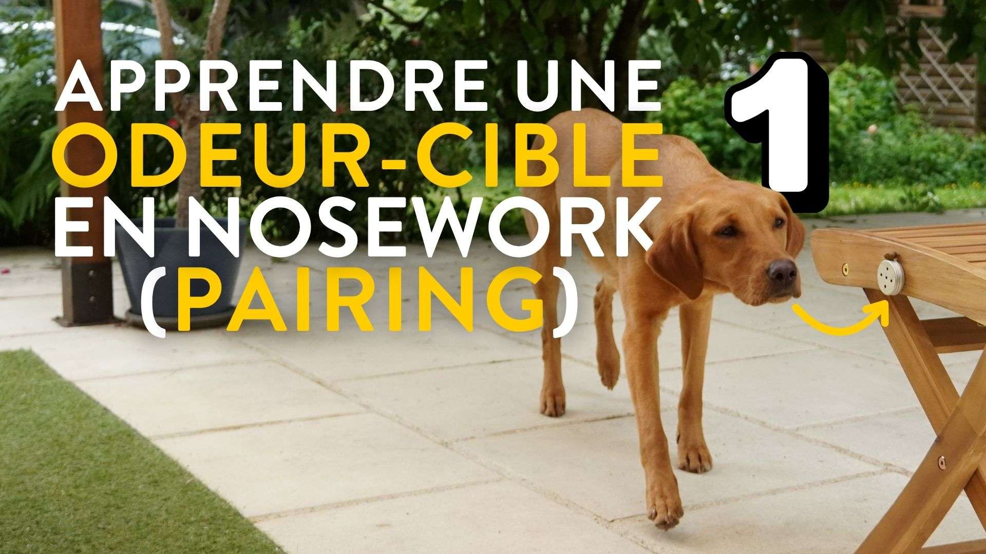 vignette odeur cible nosework part1