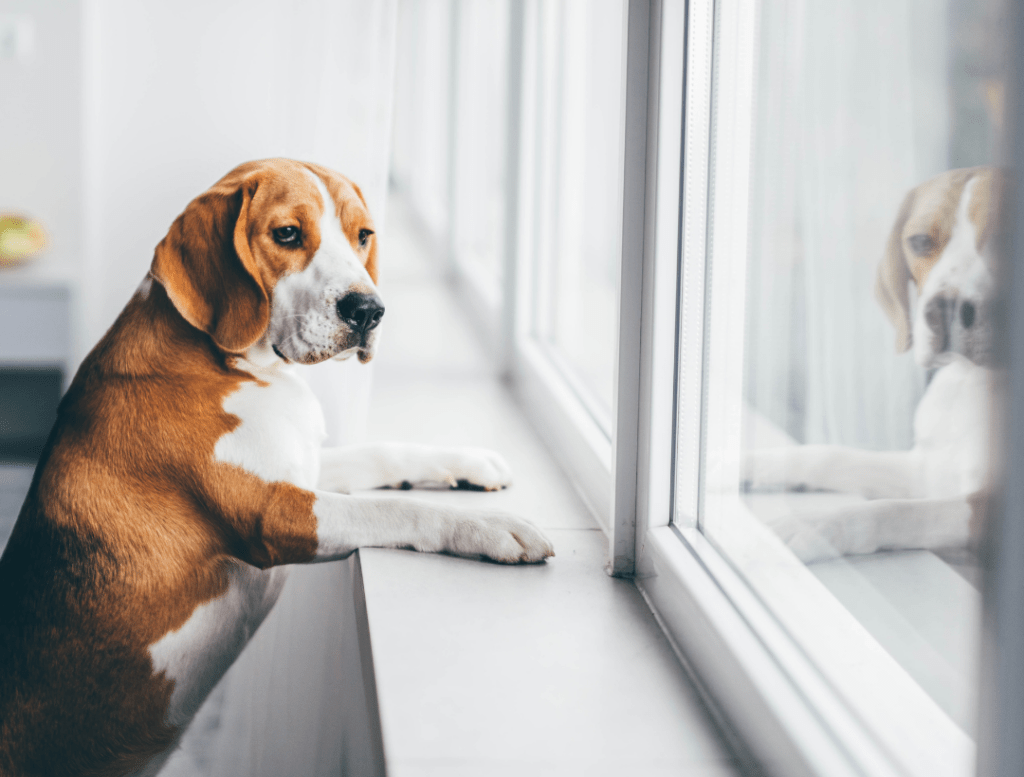 anxiété de solitude chien