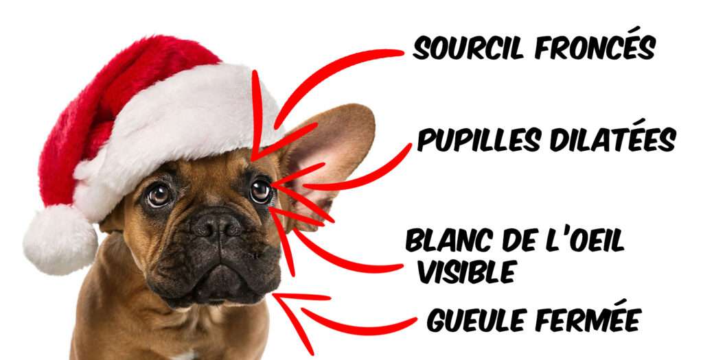 chien noël inconfort 1