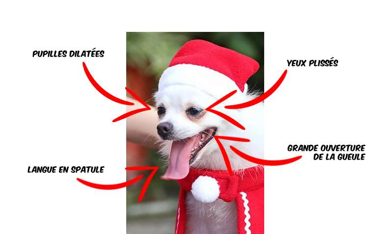 chien noël inconfort 2