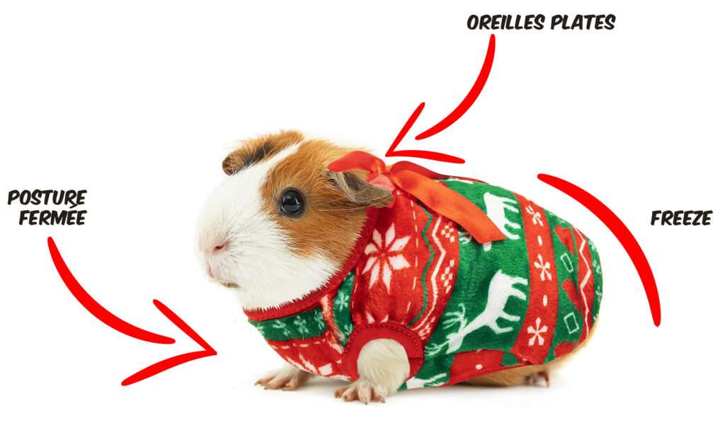 guinea noël inconfort