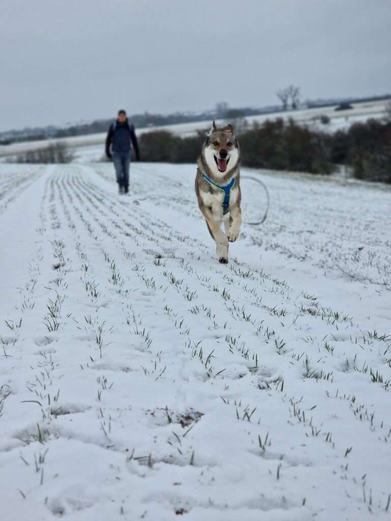 chien dans la neige