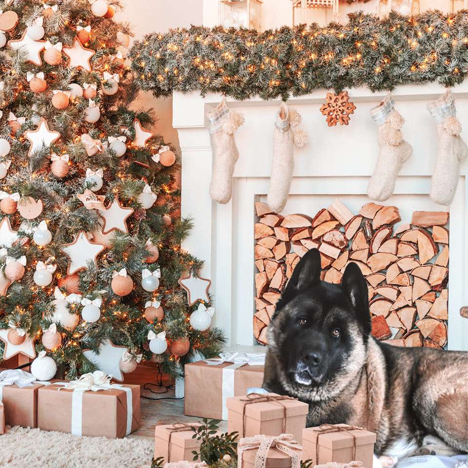 chien devant un fond de noel