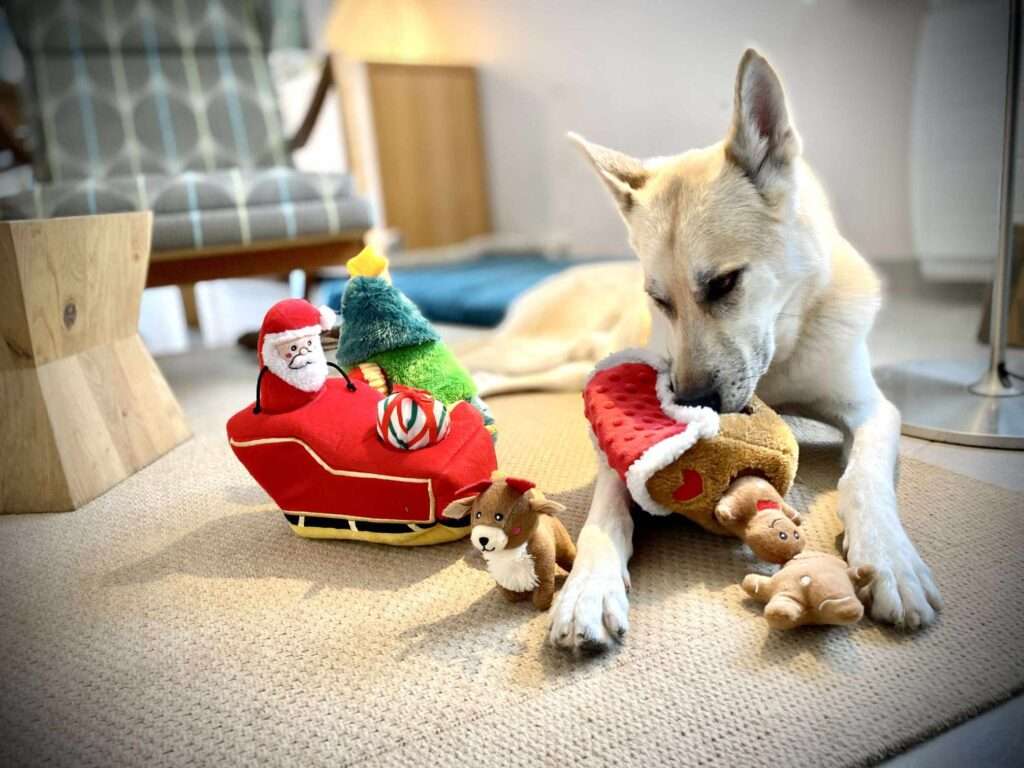 chien joue à noel