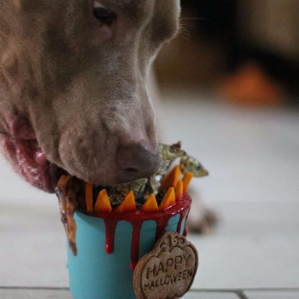 chien qui mange un gateau halloween