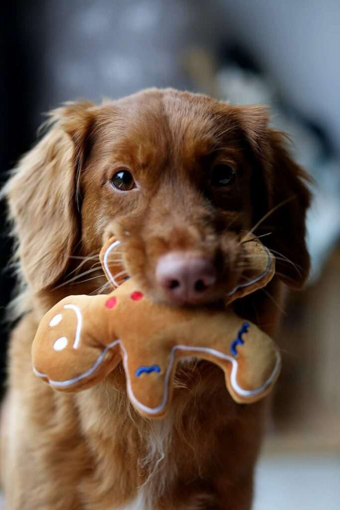 chien qui porte un jouet de noel