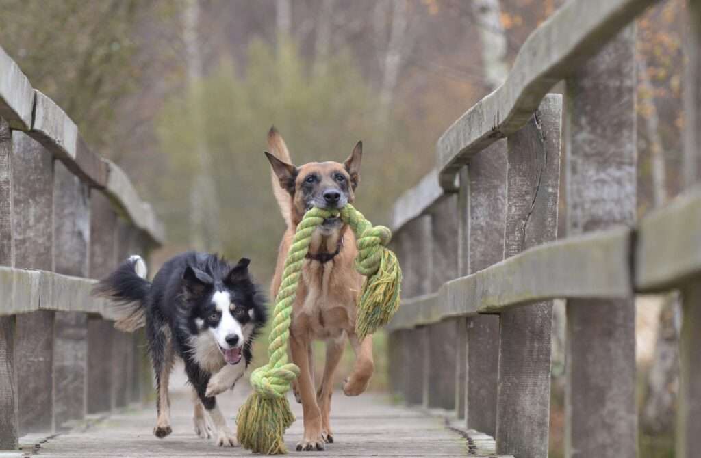 chiens avec jouet