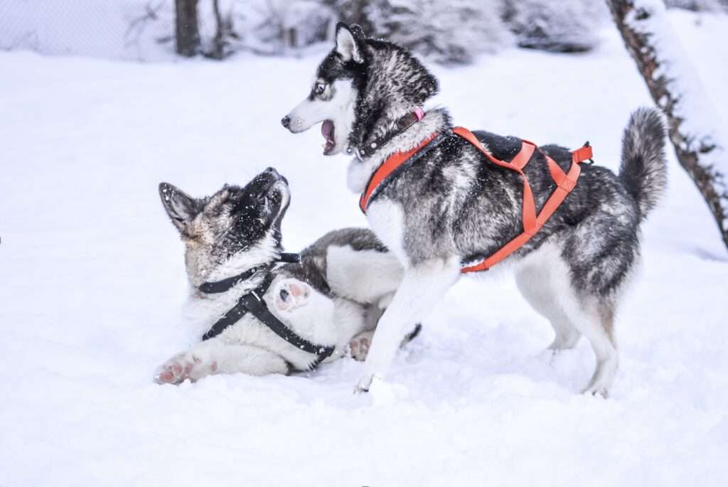 interaction entre chiens