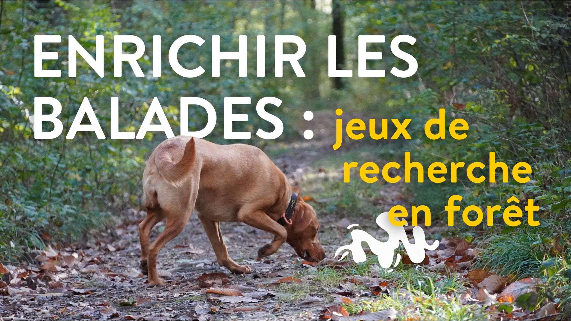 enrichir les balades en fôret