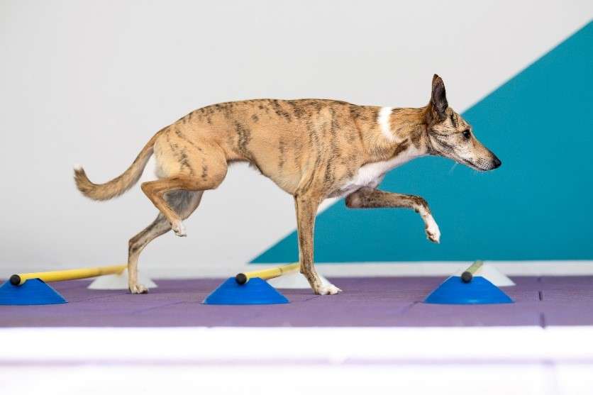 fitness canin nova