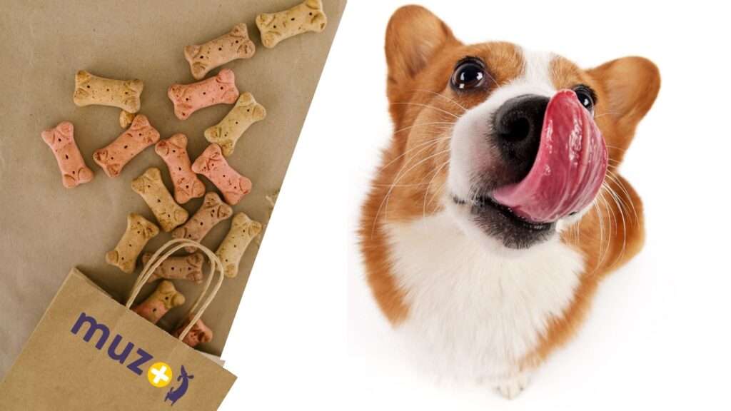 chien et friandises