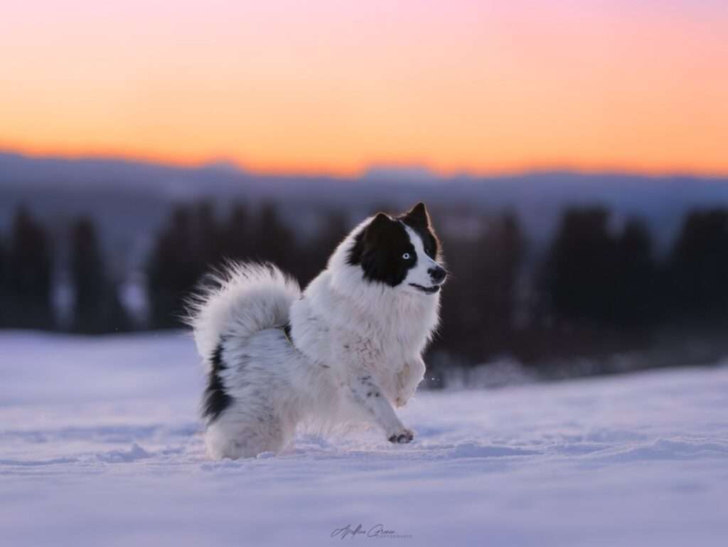 chien à la neige